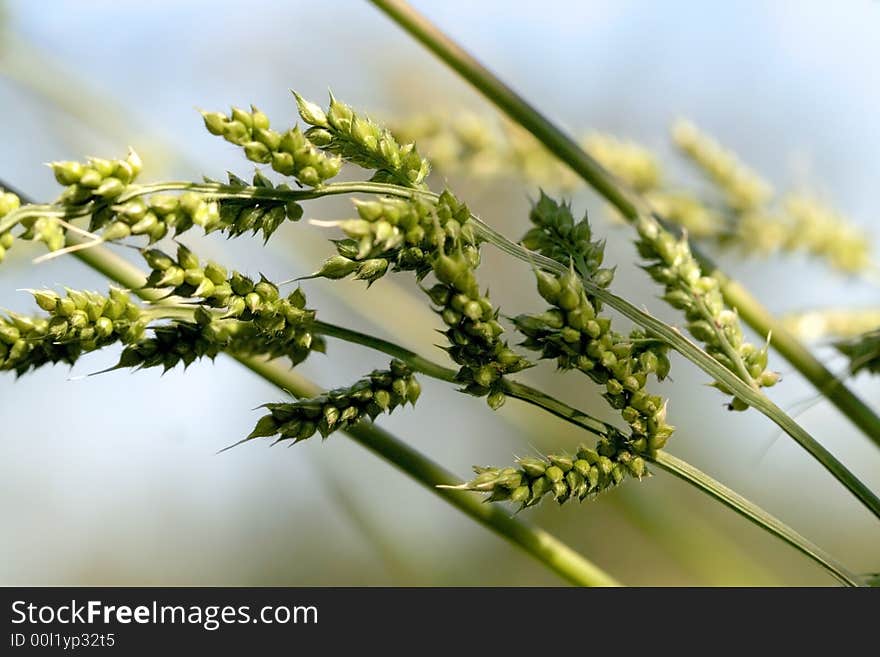 Close Up Of Grains