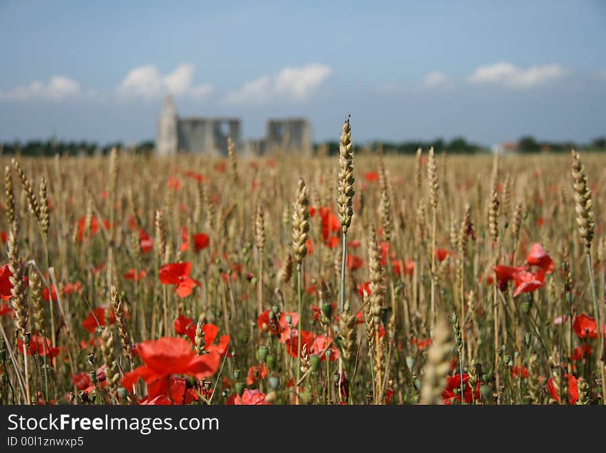 Poppies, wheat and a ruin