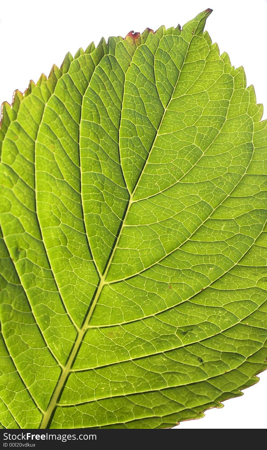 Isolated - Details of green leaf. Isolated - Details of green leaf