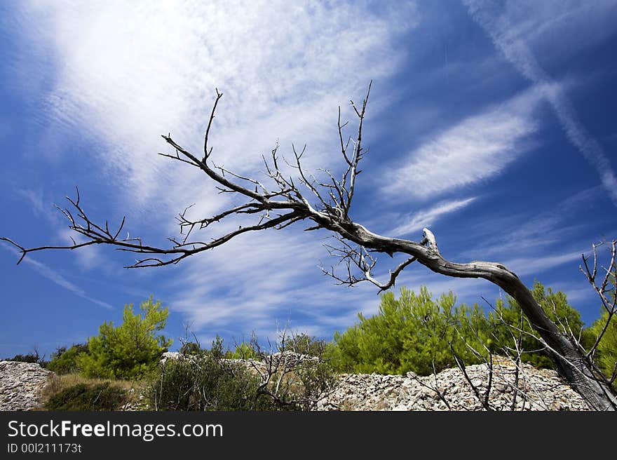 Dead tree and beautiful blue sky. Dead tree and beautiful blue sky