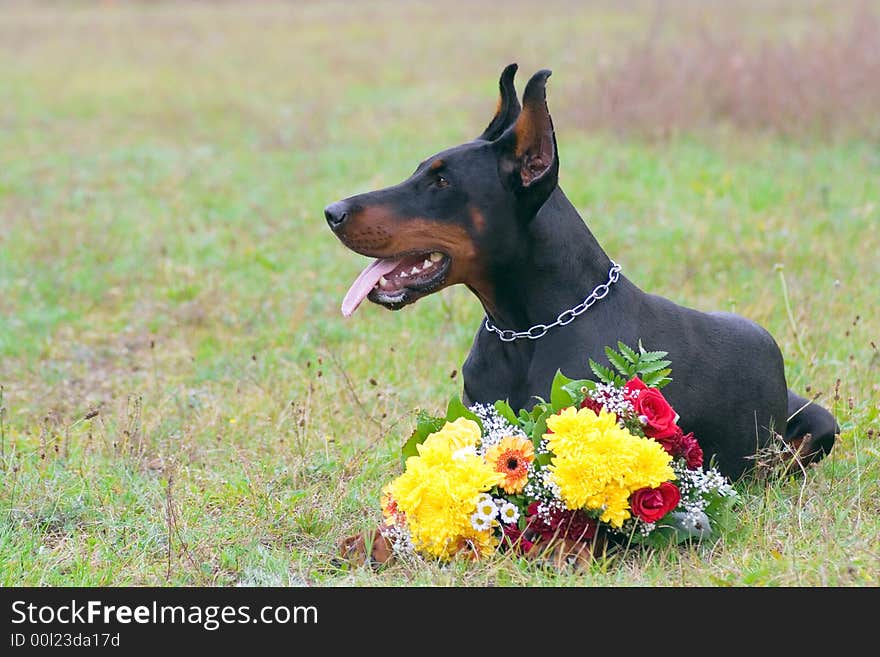 Dobermann