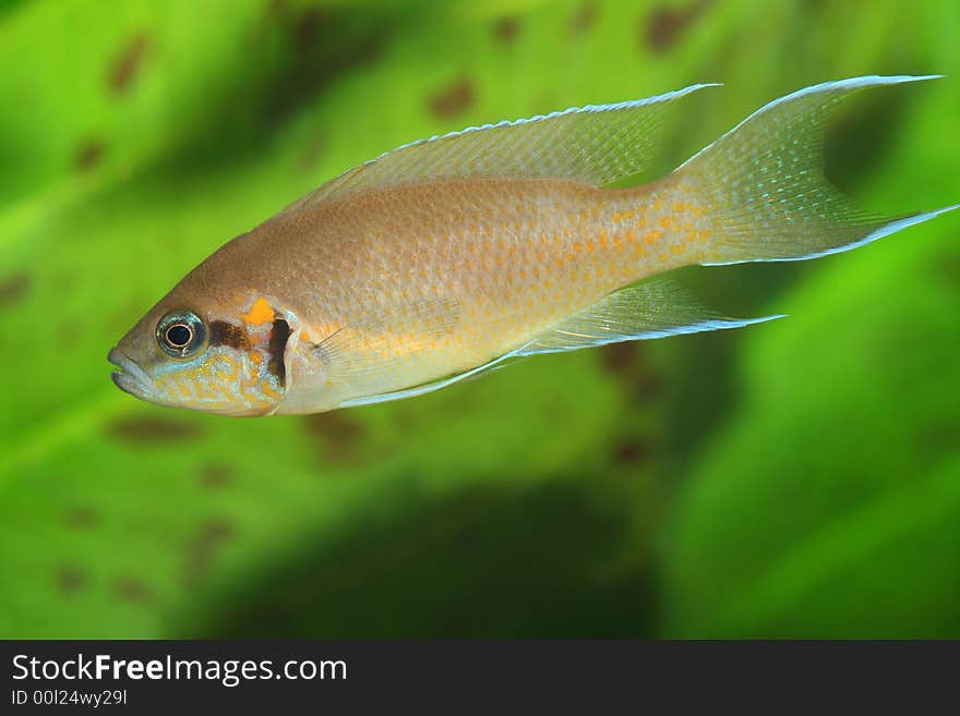 The exotic fish in aquarium, natural lighting