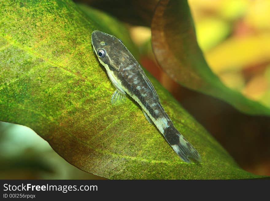 The exotic fish in aquarium, natural lighting