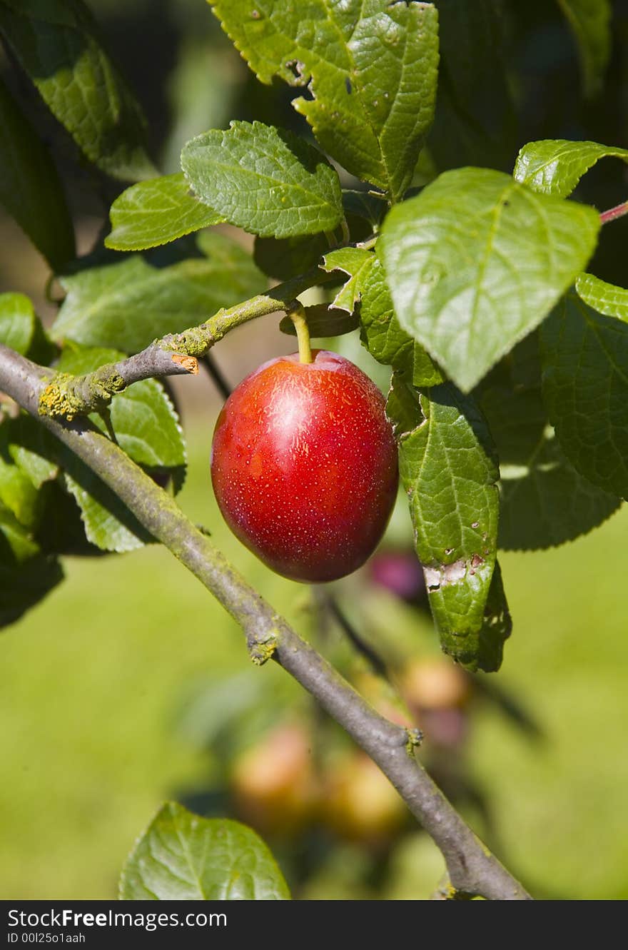 Fresh ripe plum