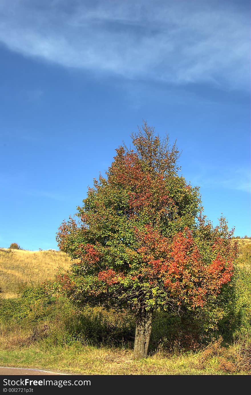 A colourful autumn tree against a blue sky