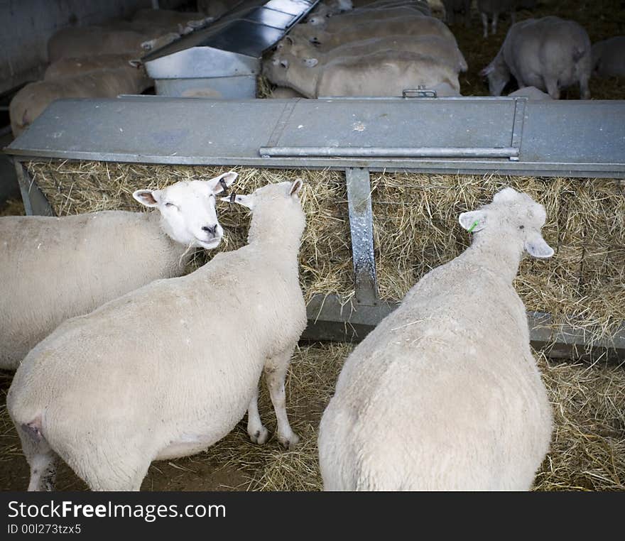 Freerange organic sheep feeding on a small farm