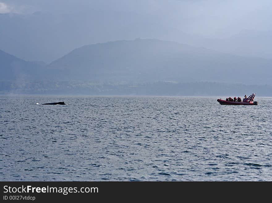 Humpback whale's tail disaprearing in the water. Humpback whale's tail disaprearing in the water