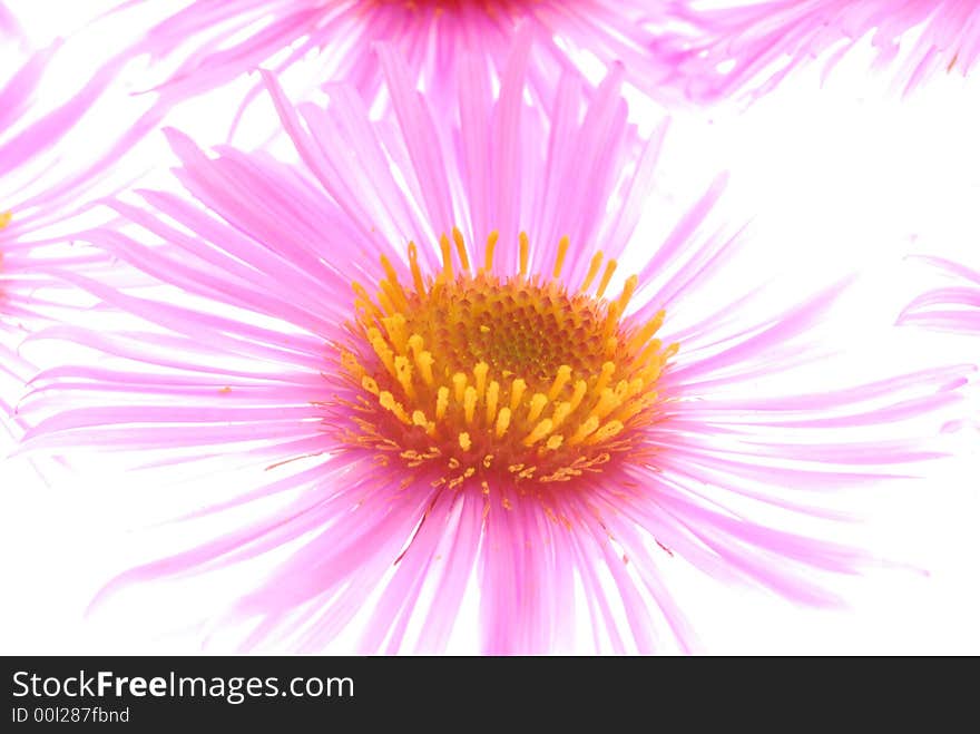 Close up of pink asters on light box