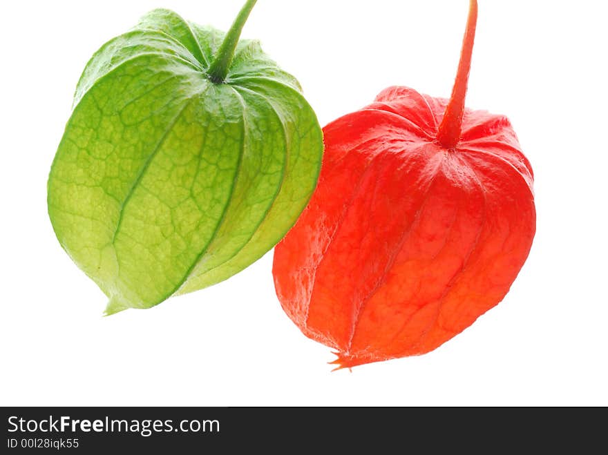 Physalis