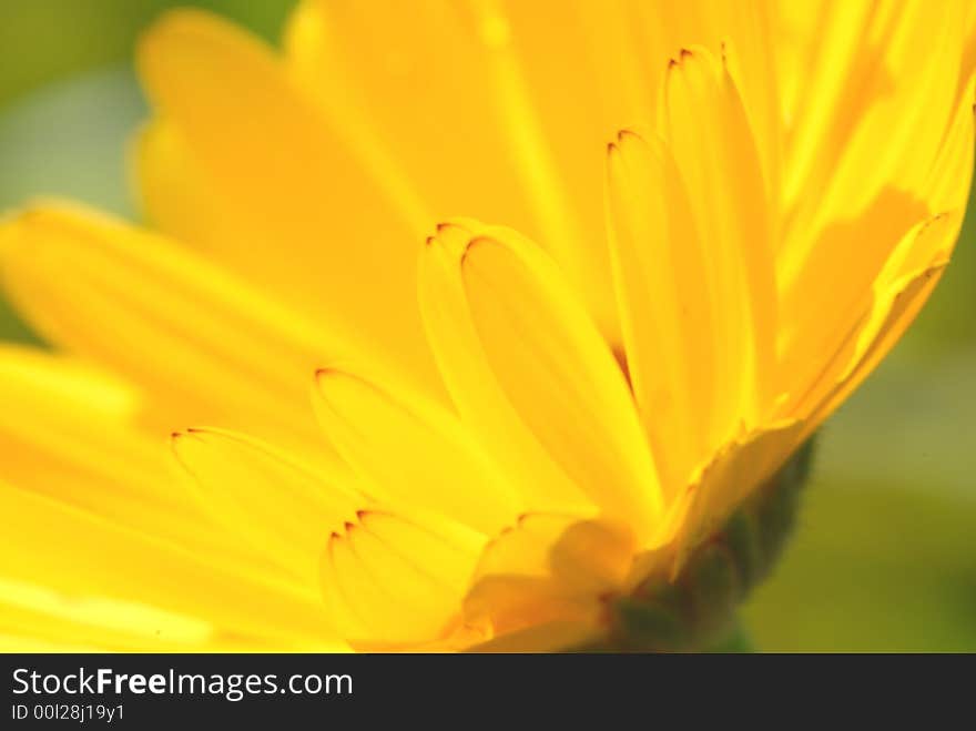 Yellow daisy