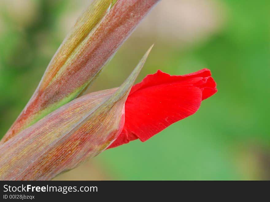 Close up of red flower with blur background