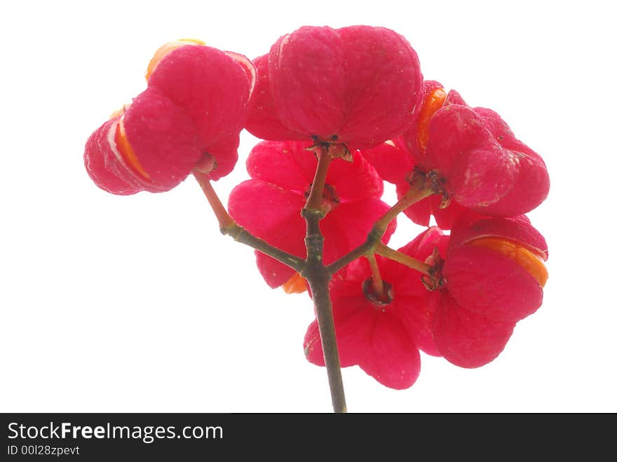 Red glower against white background