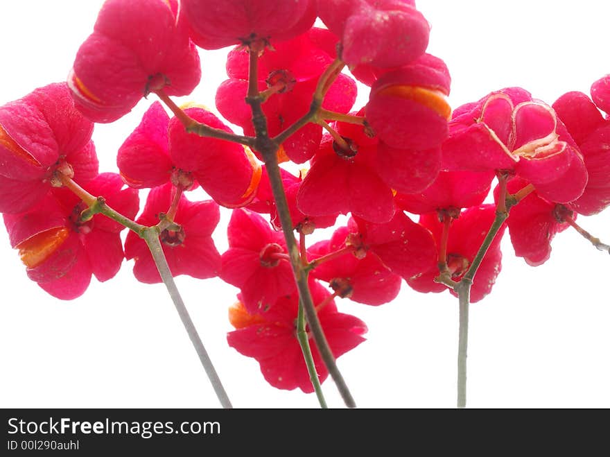 Red flowers against white background