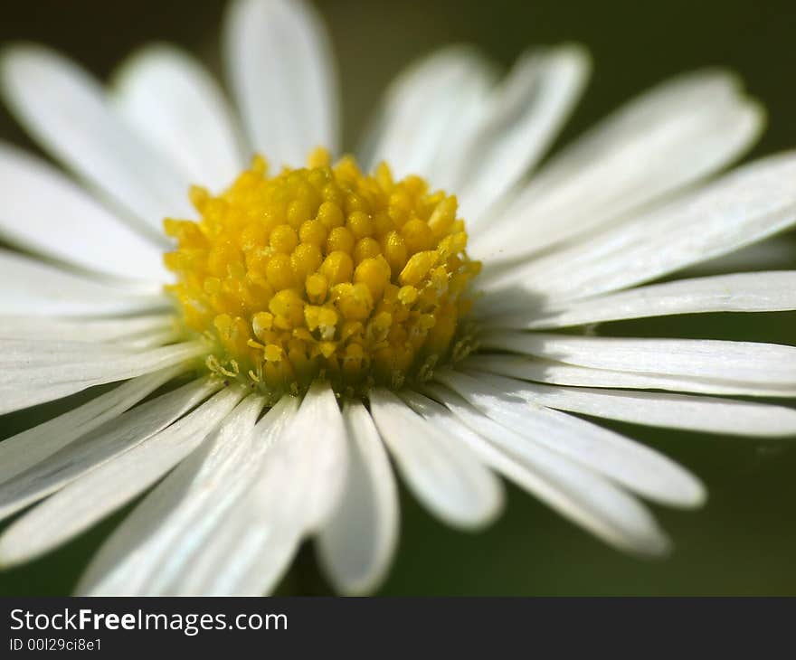 White Daisy