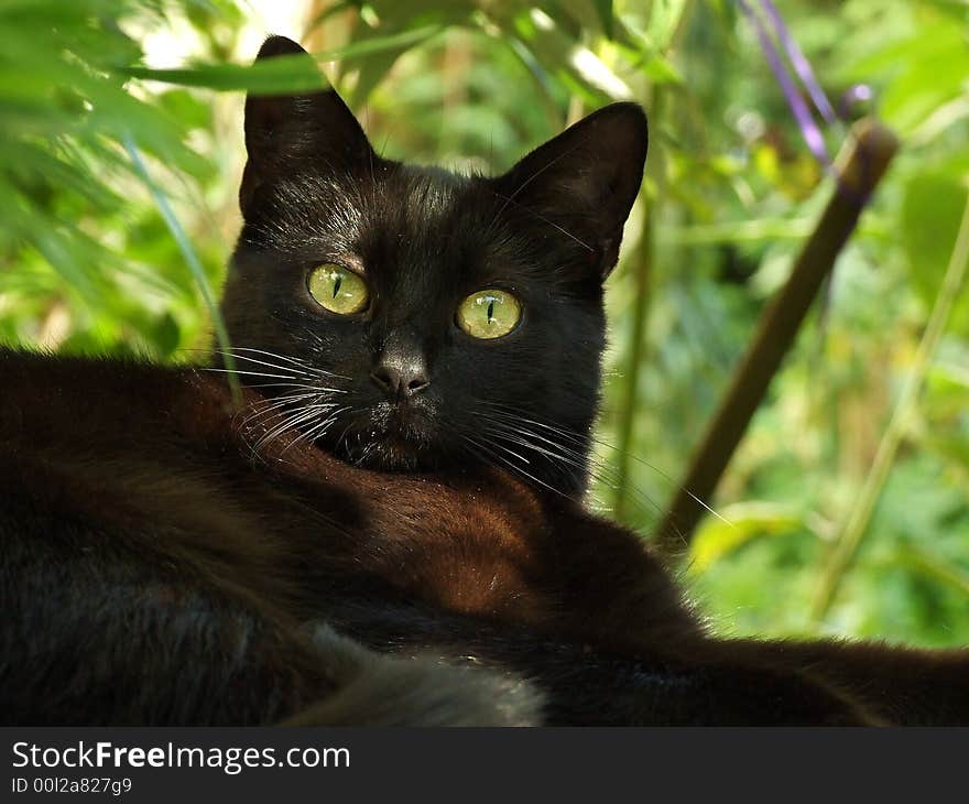 Black female cat in the garden