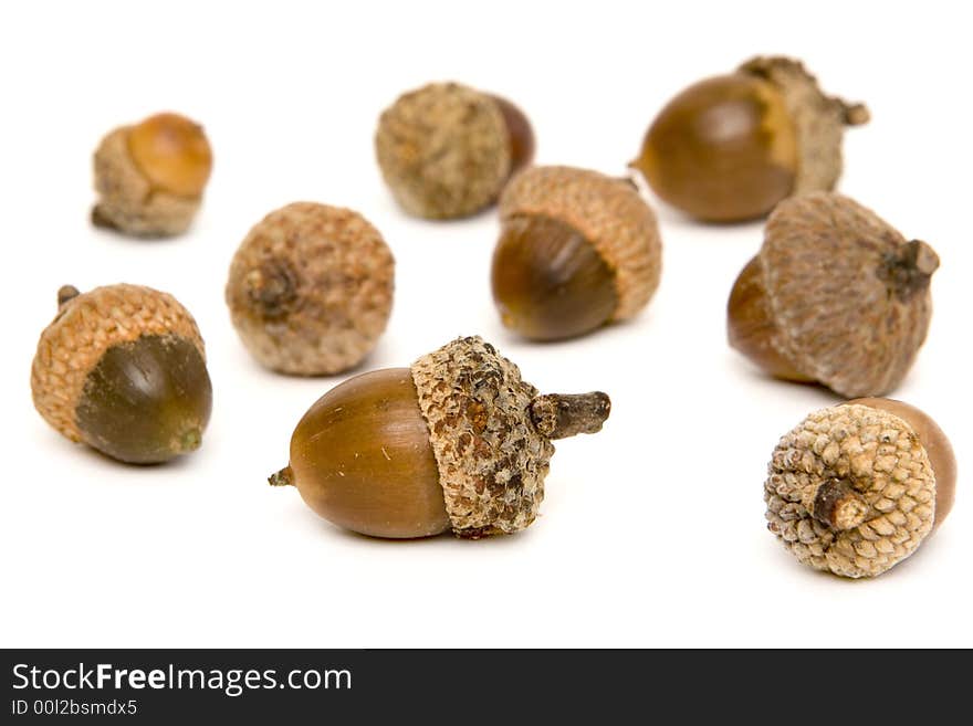 Acorns scattered around isolated on a white background