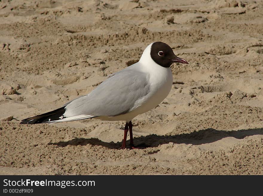 Seagull Larus Minutus