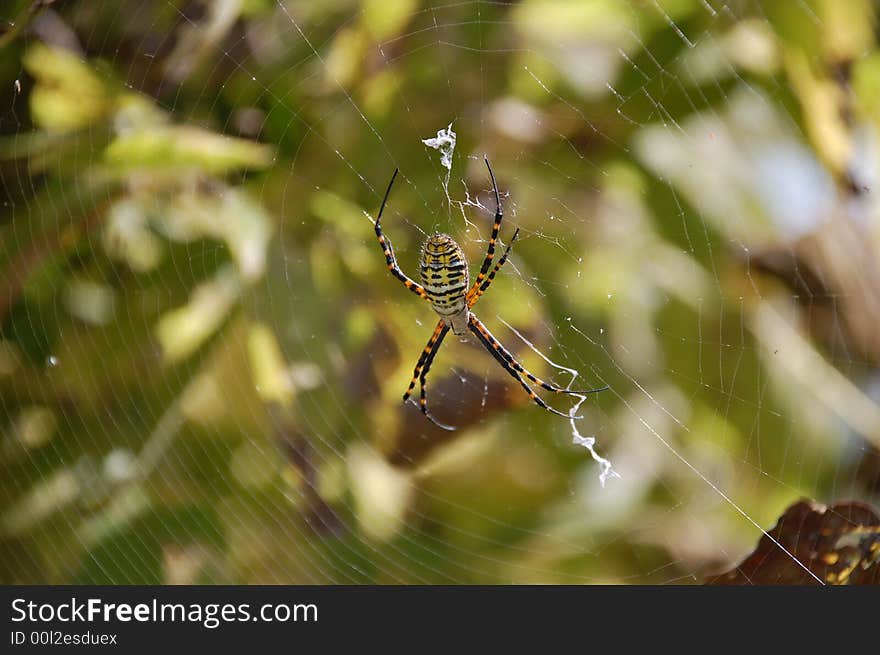 Garden spider