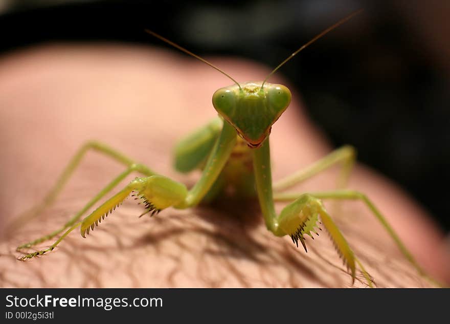 The mantis close-up image for you