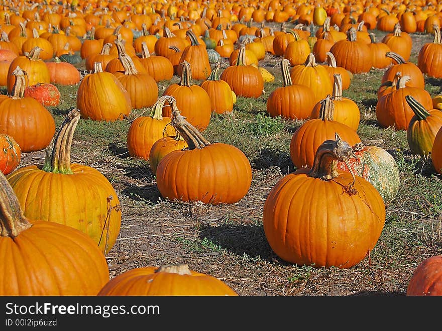 Pumpkins Forever