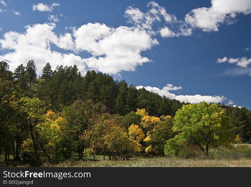 Yellowing tree on a hill under blue sky. Yellowing tree on a hill under blue sky