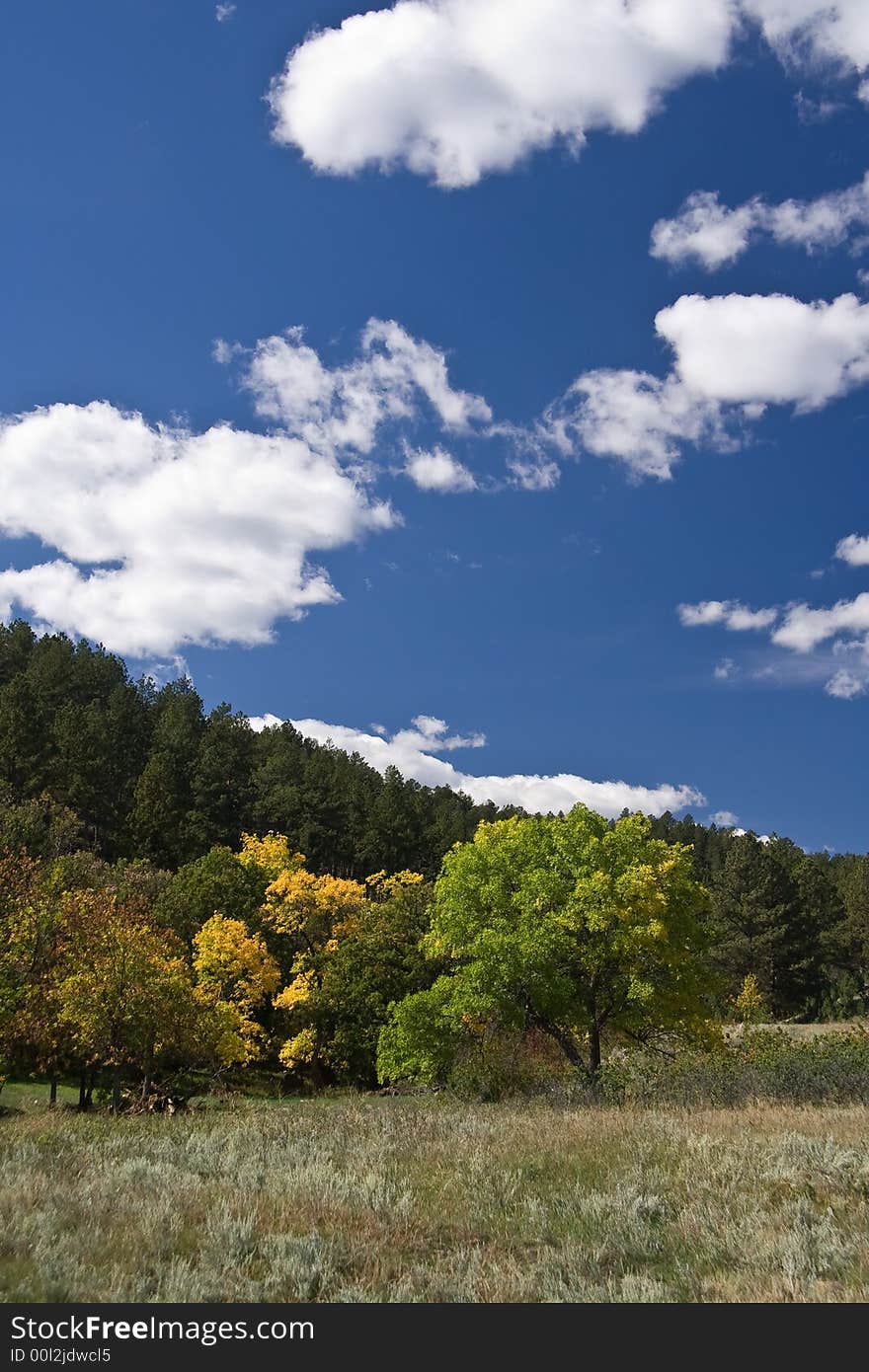 Yellowing tree on a hill under blue sky. Yellowing tree on a hill under blue sky