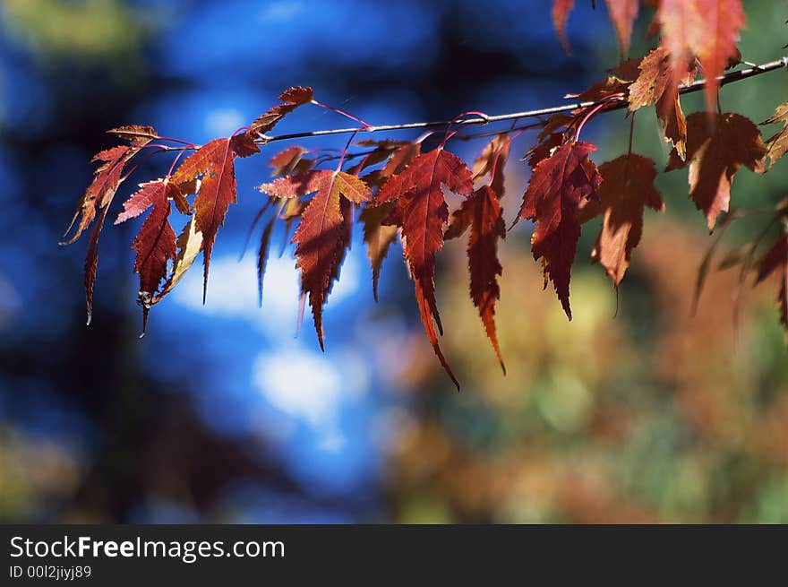 Beautiful red leaf in autumn. Beautiful red leaf in autumn