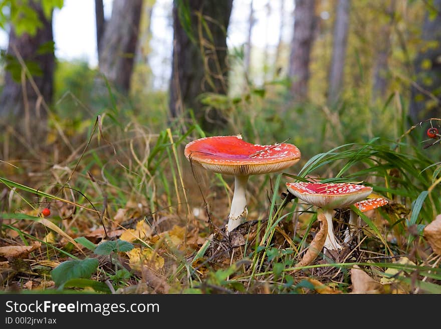 Autumn wood landscape with two mushrooms a fly agaric in the foreground. Autumn wood landscape with two mushrooms a fly agaric in the foreground