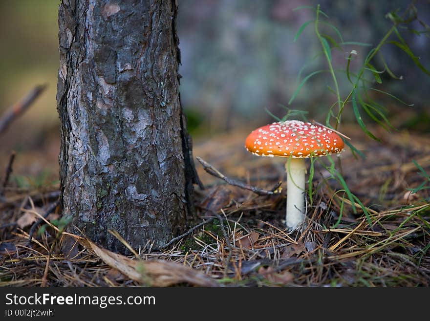 Autumn wood landscape with mushroom a fly agaric in the foreground. Autumn wood landscape with mushroom a fly agaric in the foreground