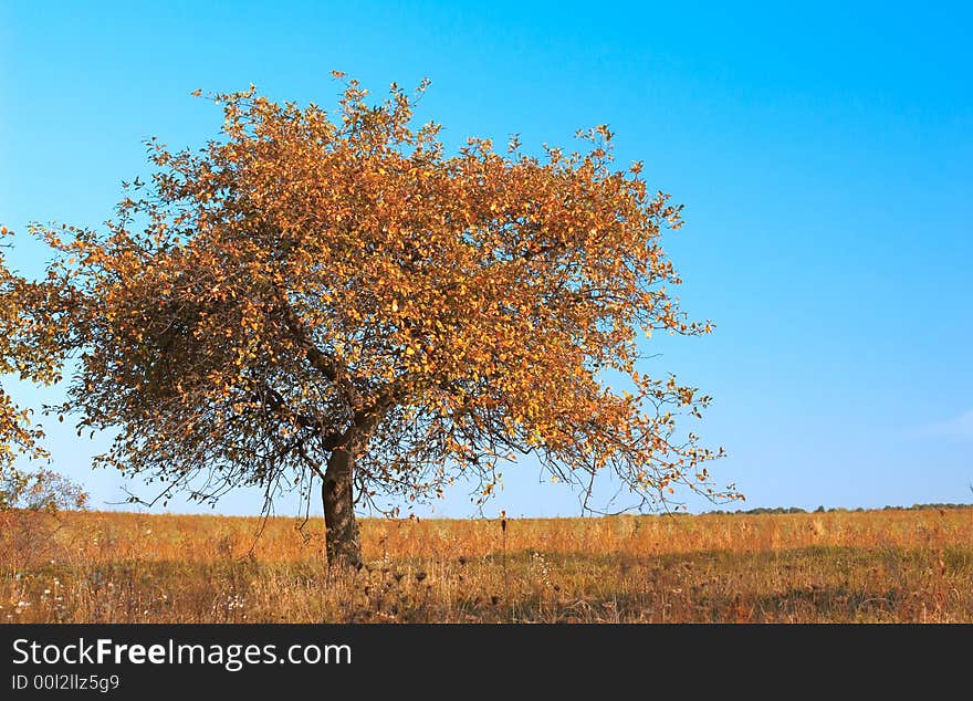 Solitude tree