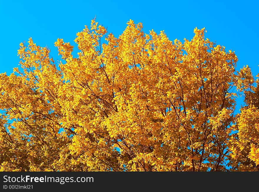 An image of autumn tree. An image of autumn tree