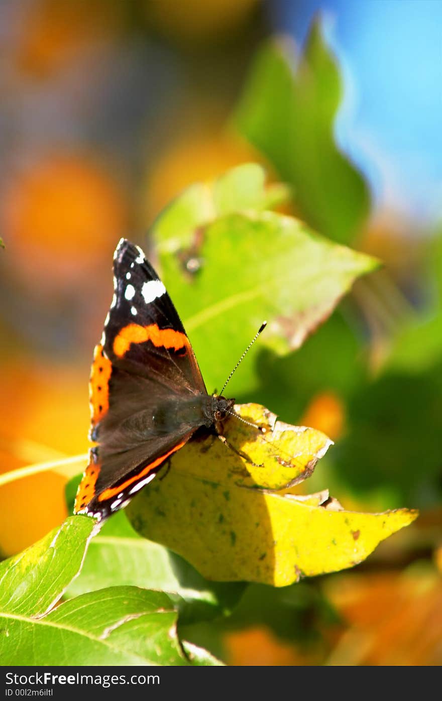 Butterfly Sitting On Leaves