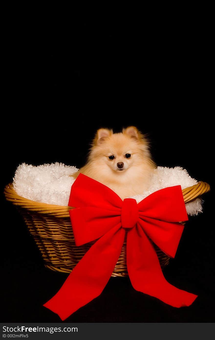 Beautiful Pomeranian puppy in a lined basket with a bright red bow. Beautiful Pomeranian puppy in a lined basket with a bright red bow.