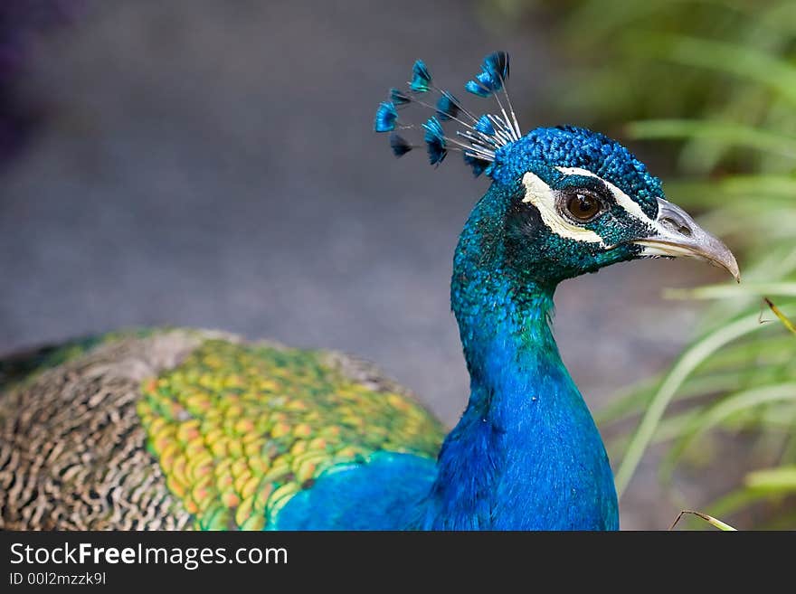 Beautiful blue peacok on city park