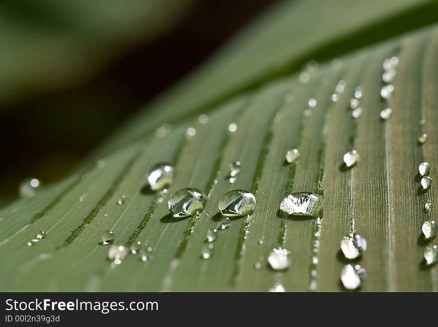 Rain water drops on banana tree leaf. Rain water drops on banana tree leaf