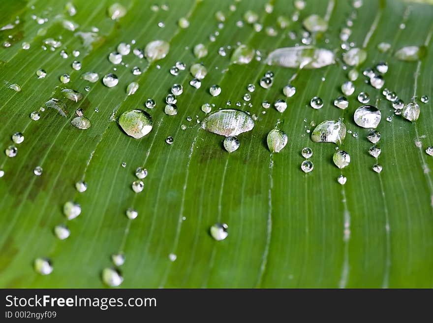 Rain water drops on banana tree leaf. Rain water drops on banana tree leaf