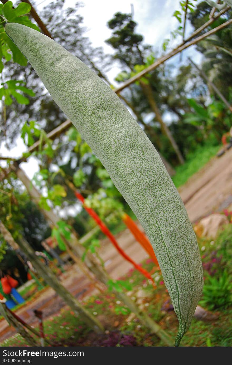 Orange Snake Gourd