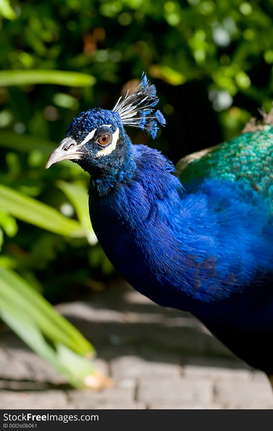 Beautiful blue peacok on city park