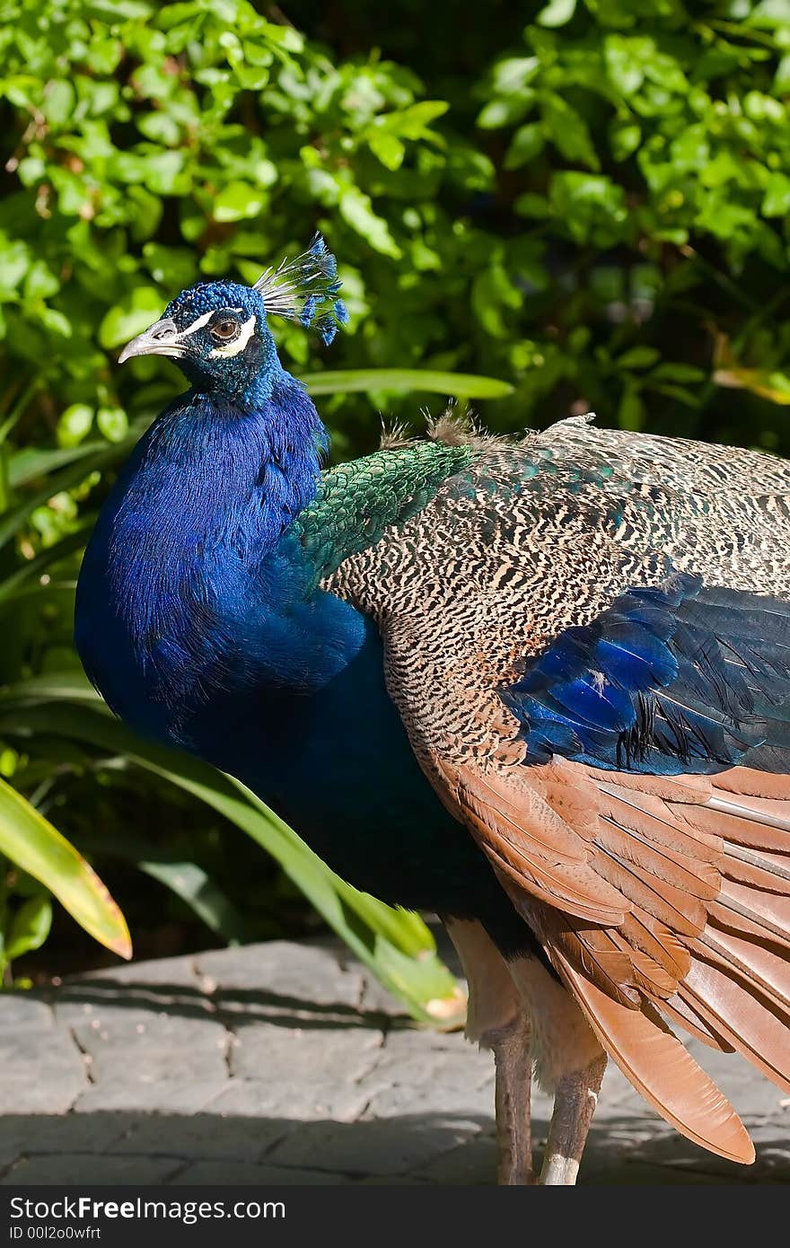 Beautiful blue peacok on city park