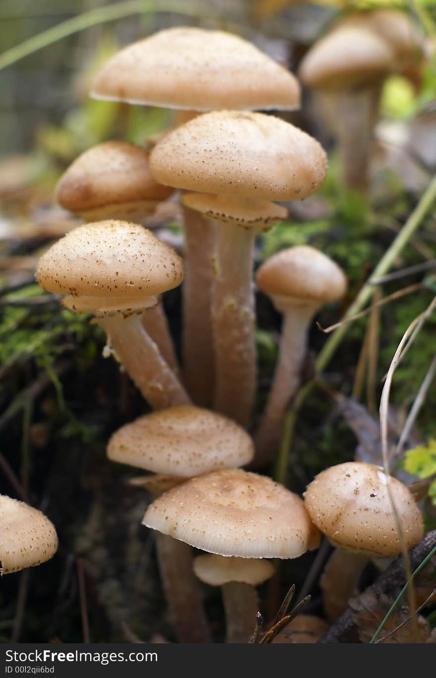 Honey Mushroom On Stump