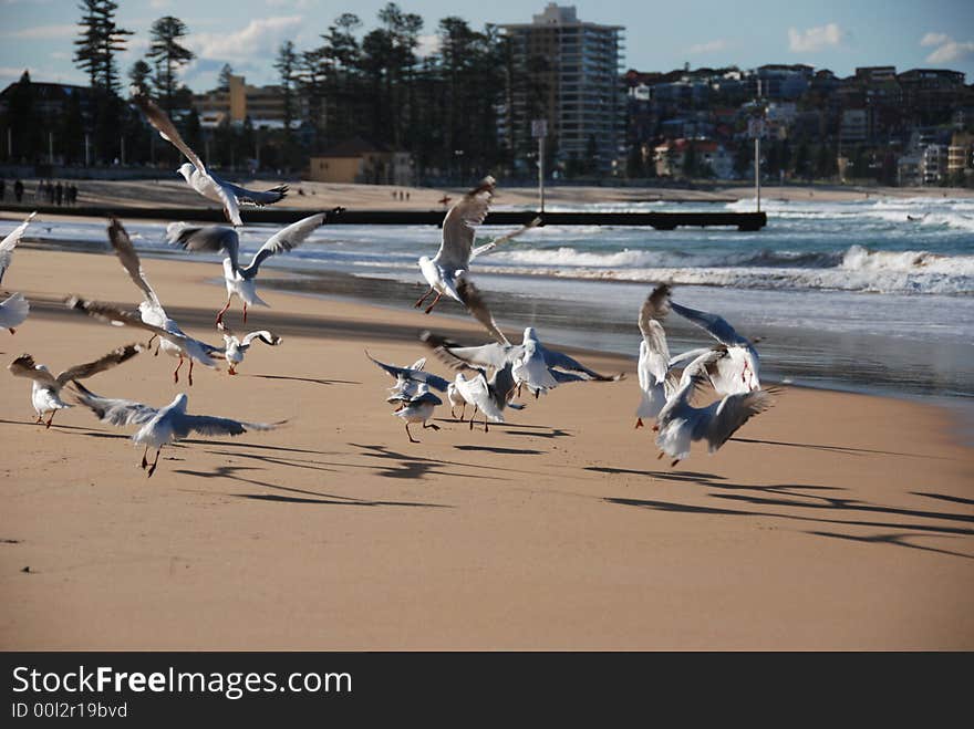 Seagulls taking off at sandy beach on a sunny day. Seagulls taking off at sandy beach on a sunny day