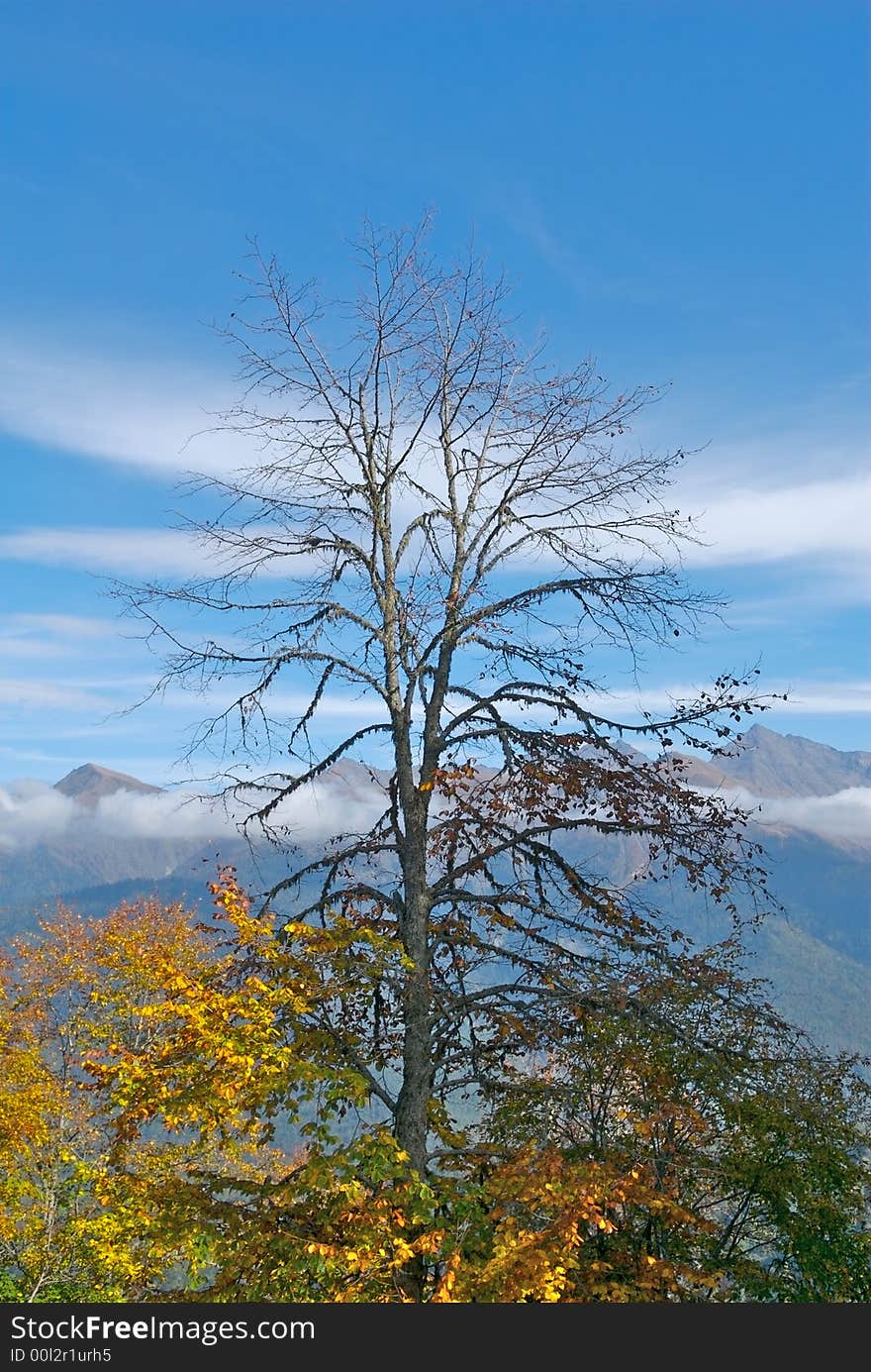 Alone tree