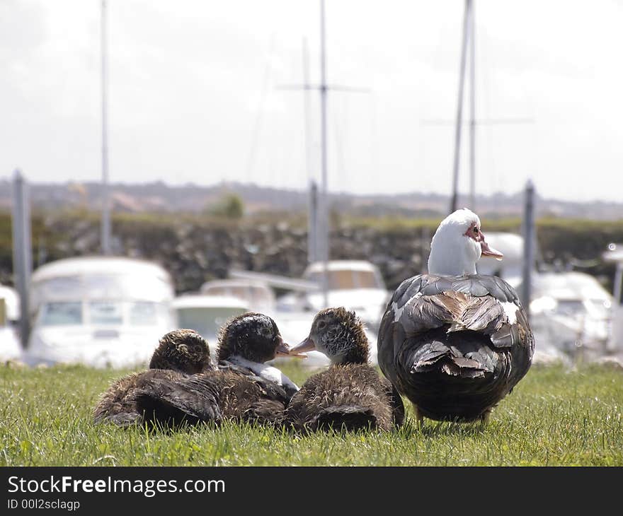 Family of duck on the grass looking to the boats. Family of duck on the grass looking to the boats