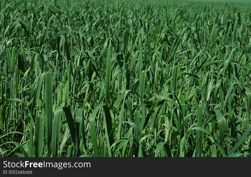 Green field of growing wheat