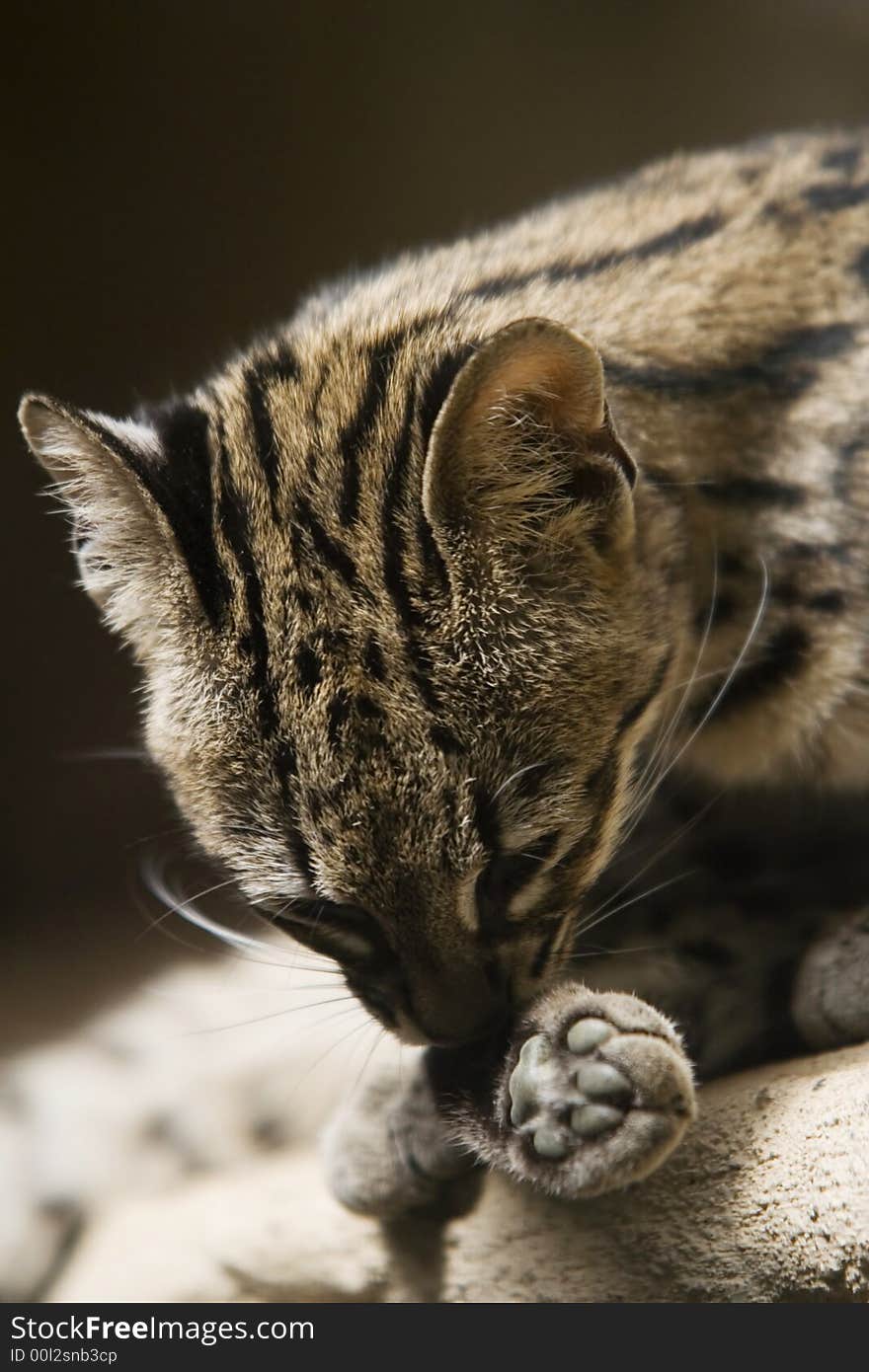 The ocelot at hygiene - ZOO