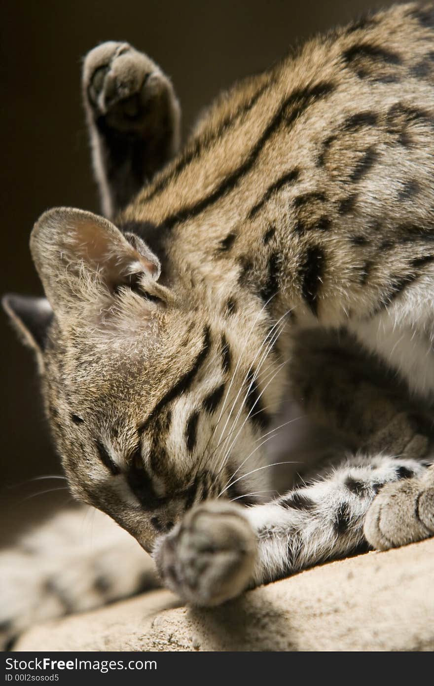 The ocelot at hygiene - ZOO