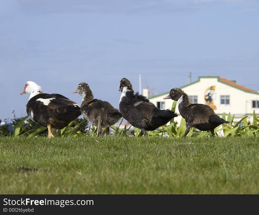 Family of duck on the grass walking