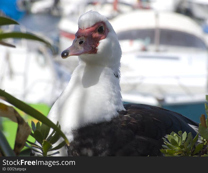 Close up on a duck