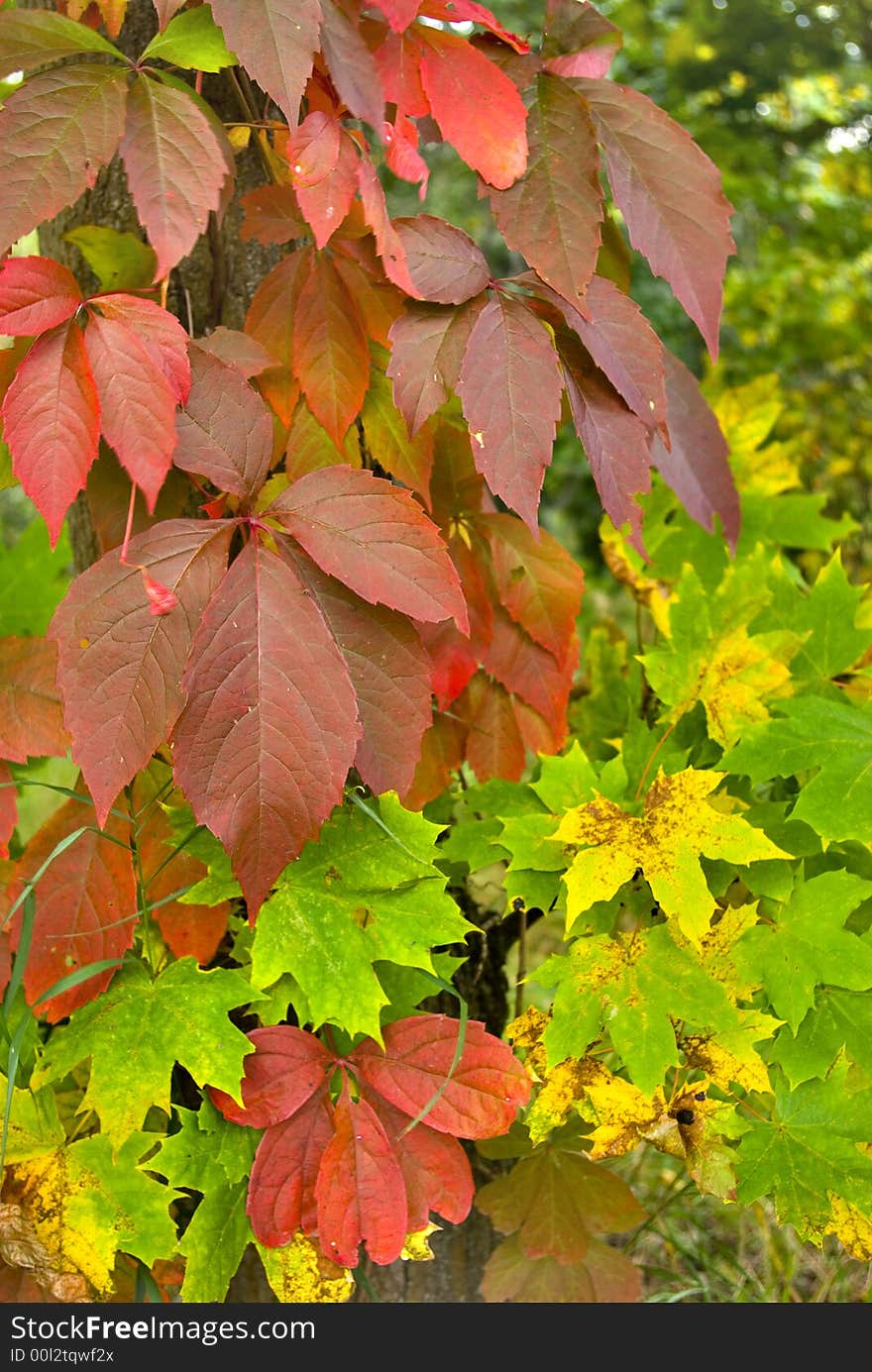 Multi-coloured Leaves