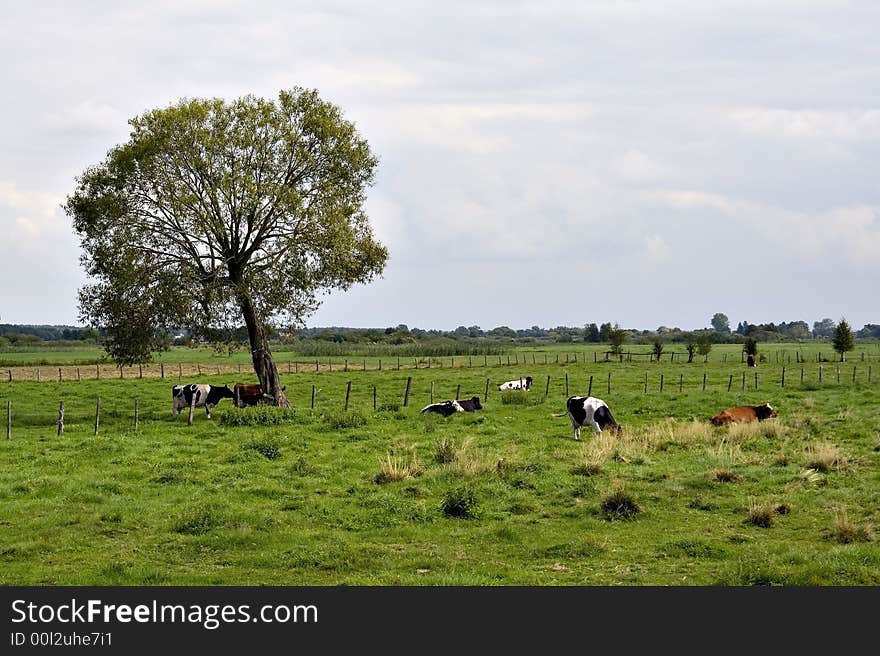 Beautiful green countryside landscape, Poland. Beautiful green countryside landscape, Poland